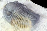 Gerastos Trilobite Fossil - Well Prepared #86396-4